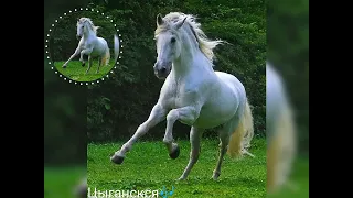цыганские песни Петя Коряк белый конь 🎶