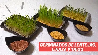 Germinados de Linaza, Trigo y Lentejas EN BANDEJA 😍 ¡Muy fácil y rápido! | Cocinando con Elvira 👩🏻‍🍳