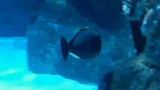 Bignose Unicornfish (Naso vlamingii)