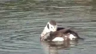 20140125長尾鴨母鳥