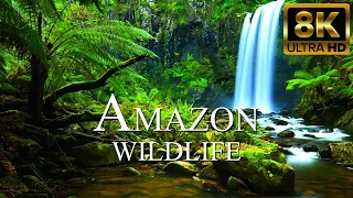 Wild Animals of Amazon in 8K ULTRA HD | Amazon Rainforest