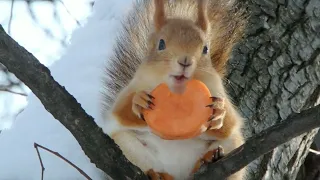 Про белку. Которая не любит женихов, но любит орешки / About the squirrel. Who loves nuts