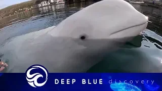 Cheeky beluga whale steals kayaker's GoPro camera