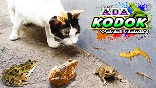 ADA KODOK versi REMIX Terbaru, Lagu Terpopuler Sepanjang Masa | Kucing Meong-meong