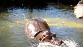Hippo splatters explosive diarrhea everywhere 2 | Extreme Hippo Poop