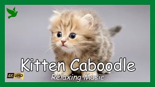 Kitten Caboodle - Cute Kittens Accompanied by 1 Hour of Relaxing Music.