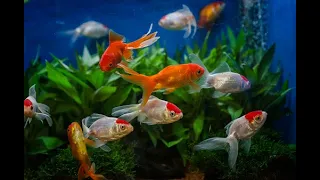 Stunning Aquarium & The Best Relaxing Music  4K SLEEP MUSIC - HD 1080P