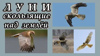 ЛУНИ - Скользящие над землёй