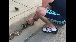 Помог Утятам подняться / Helped the Ducklings to Rise