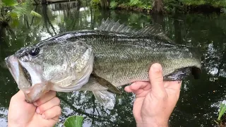 Bass and a snook