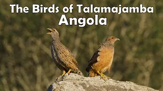 The birds of Talamajamba- birding hotspot in south-western Angola