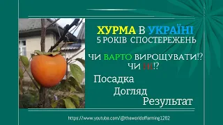 #Хурма в Україні. Чи варто висаджувати чи ні?  Мої спостереження і результат 5 років #вирощування.