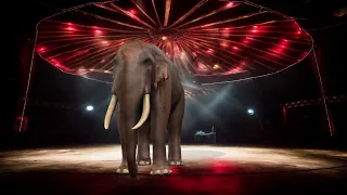 HoloCircus - Elefant kommt ins Bild mit HGrund