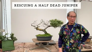 Rescuing a Half Dead Juniper