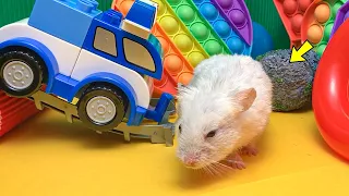 🐹 Hamster vs Pop It maze for pets 🐹 Escape in the Best Hamster Challenges #10