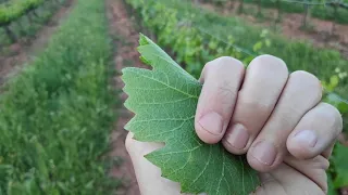 ¿Como saber si una mancha de aceite es mildiu?