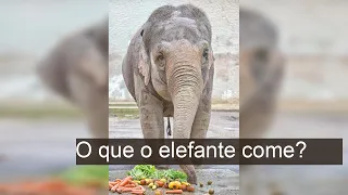 O que ELEFANTE COME? - Alimentação e Curiosidades