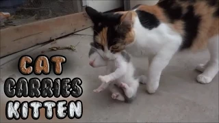 Momma Cat Carries Baby Kitten