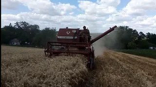 НАЙКРАЩИЙ УРОЖАЙ ПШЕНИЦІ. ЖНИВА 2022. MASSEY FERGUSON 186 СКАЛОЛАЗ.ЦЕ ТРЕБА ТІЛЬКИ БАЧИТИ!