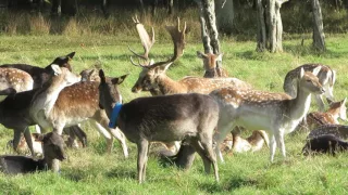 Fallow deer in the Phoenix Park