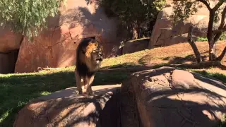 Lion's Roar at San Diego Zoo Safari Park