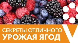 ЯГОД БУДЕТ МОРЕ! Секреты выращивания ягодных культур. Прямой эфир с Дмитрием Кастрицким