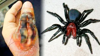 9 MOST POISONY SPIDERS IN THE WORLD