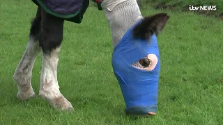 Pony who had acid thrown in her face recovering after world first surgery | ITV News