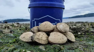 DIGGING BUTTER CLAMS IN WASHINGTON