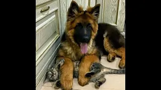 😺 Как усмирить кота?! 🐶 Смешное видео с собаками, кошками и котятами! 🐱