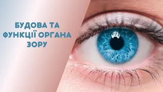 Будова та функції органа зору