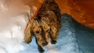 Evicted from home in the middle of a snowstorm, a wandering dog searches for help