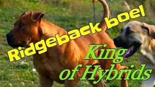 Boerboel dog Hybrid #hybrid king