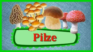 PILZE 🍄 Deutsch Doman Karten | Padagogische Karten Doman