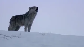 Daughter Wolf Sneaks Away to Mate with Outcast Male | BBC Earth