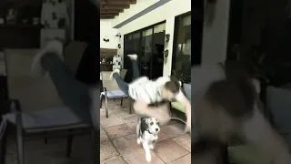 funny dog accident 😂🐕 man falling on the dog #shorts #dogs
