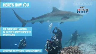 Guaranteed Tiger Shark Encounter | Fuvahmulah | Maldives