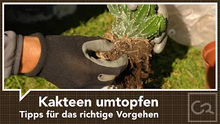 Kakteen umtopfen - Das richtige Vorgehen