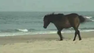 Outer Banks Wild Horses - Corolla, NC