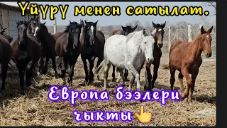 Үйүрү менее жылкы сатылат👆