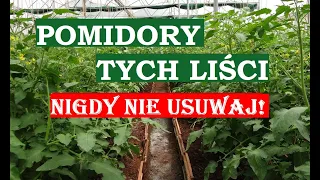 POMIDORY - TYCH LIŚCI NIE WOLNO USUWAĆ! ZOSTANIECIE BEZ OWOCÓW!