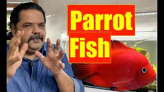 Blood Parrot Aquarium Fish | King Kong Parrot | Beginners Aquarium Fish | Mayur Dev Tips HD