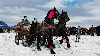 Armasarii lui Florin  Cai Frizi de la Vicovu de Sus- Nou