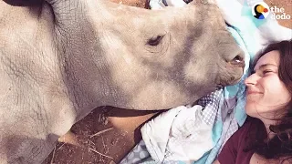 Baby Rhino Loses Her Mom And Finds The Sweetest New Friend | The Dodo