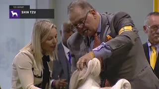 Shih Tzu | Breed Judging 2019