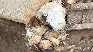 Abandoned Dog Suffers from Severe Matted Fur and Infested Fleas Gets an Amazing Makeover