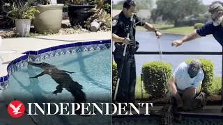 Watch as 8ft alligator takes a swim in Florida swimming pool