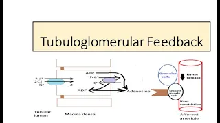 Tubuloglomerular feedback- Autoregulation