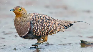 Namaqua Sandgrouse (Bird Carry Water in Its Feathers)