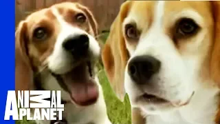 The Beloved Hound: The Beagle | Dogs 101